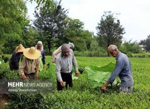 پرداخت مطالبات چایکاران از هفته آینده