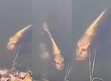 ماهی عجیب صورت انسانی!+فیلم 