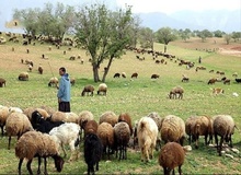 قندالی: تب کریمه در دام عشایر نفوذ ندارد؛ مردم نگران دام های عید قربان نباشند/ چرای دام به حفظ مراتع کمک می کند