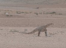 مشاهده دایناسور در مناطق بیابانی خراسان رضوی تکذیب شد