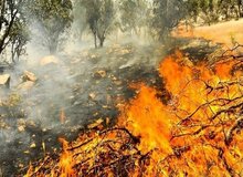 زاگرس به این زودی احیا نمی‌شود