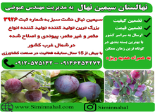 خرید نهال آلو- راهنمایی انواع نهال آلو
